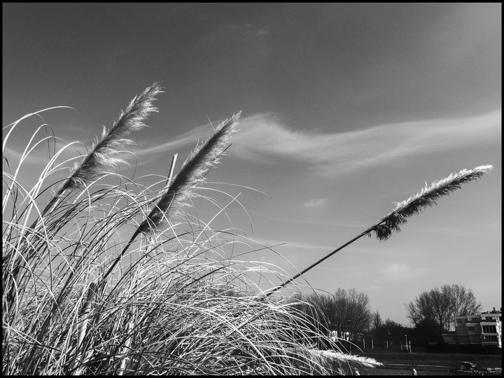nature 2