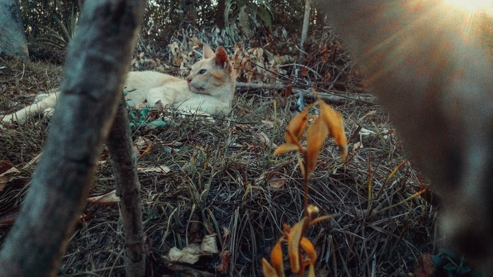 Cat