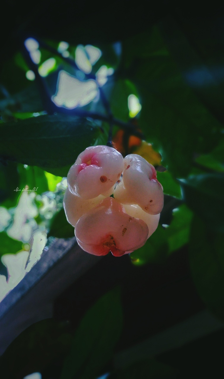 Bell Fruit