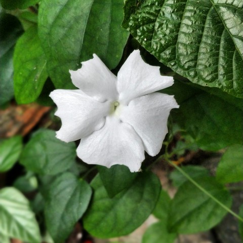 Flower shoot !!