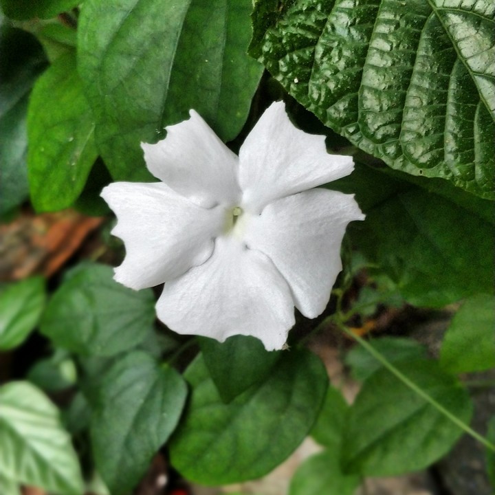 Flower shoot !!