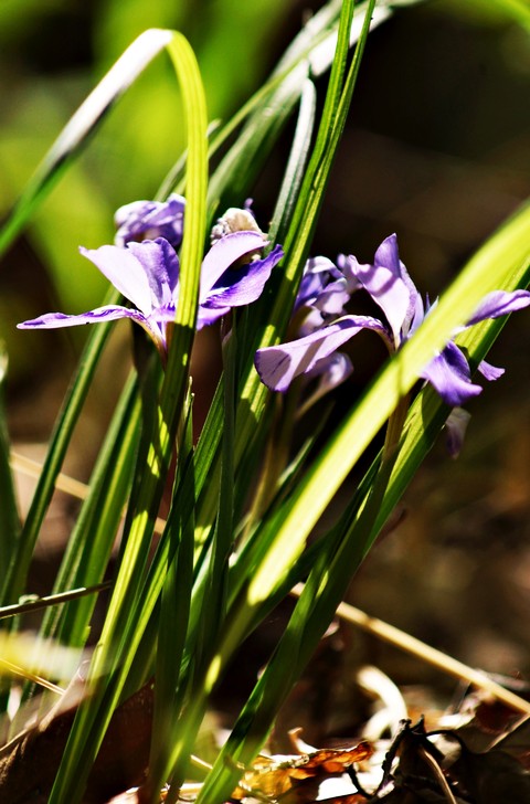 flower, purple桌布