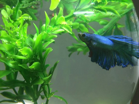 FighterFish
