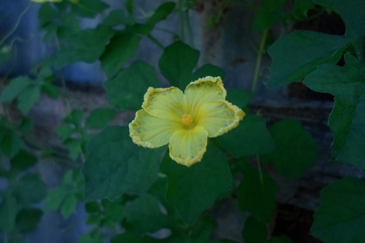 Flor