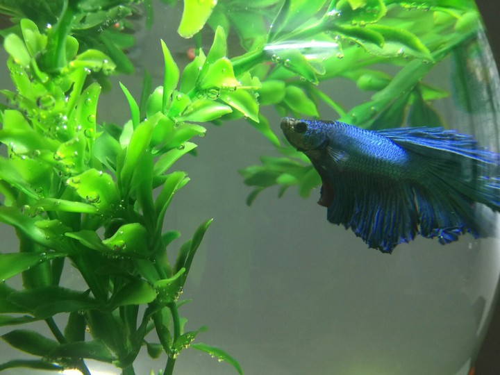 FighterFish