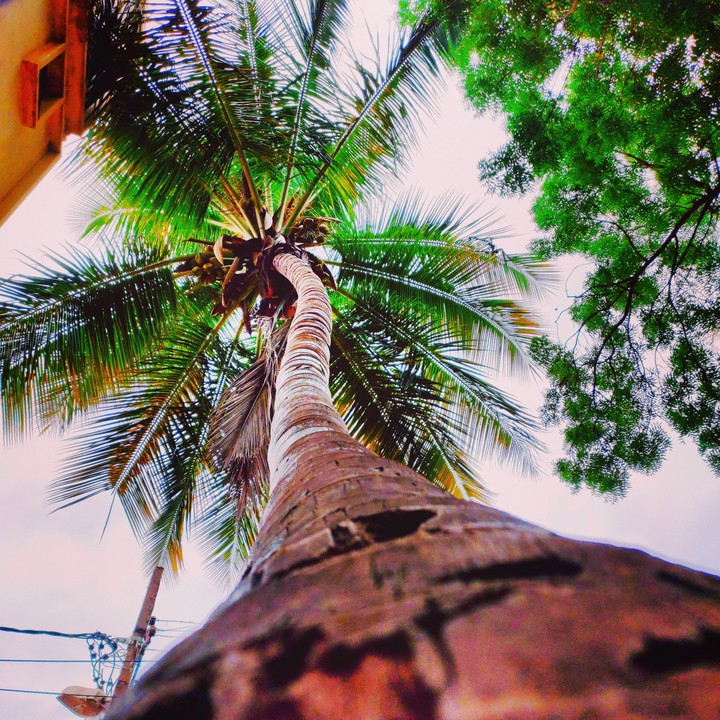 coconut treee