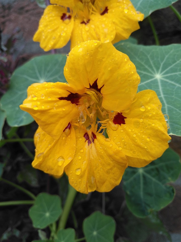 flower