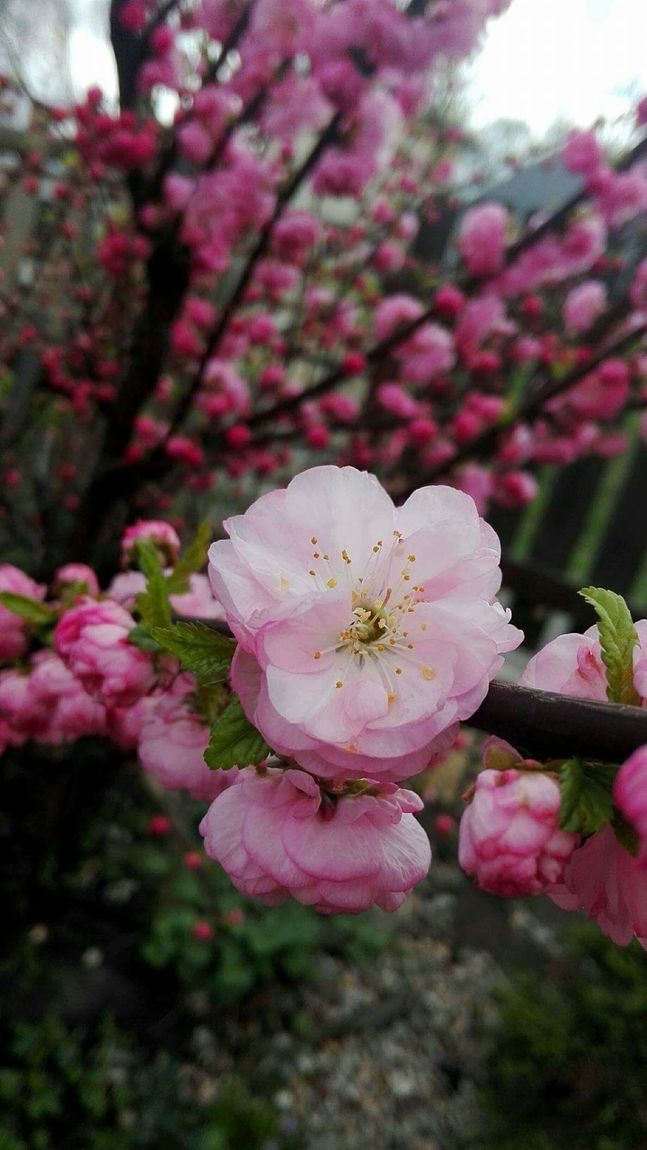 spring is coming
