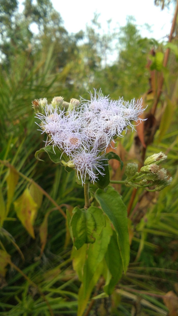 flower mGy
