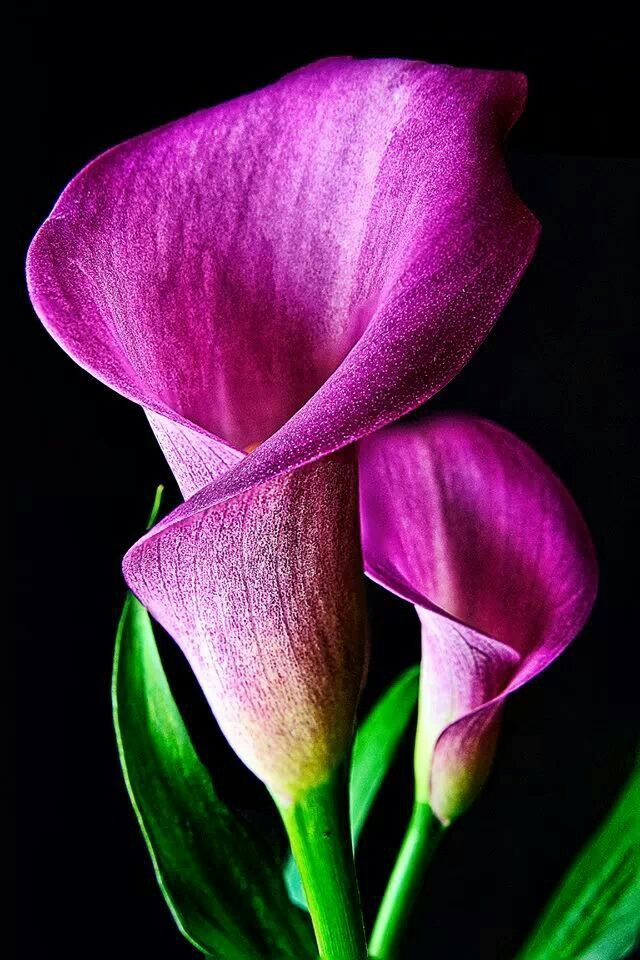 Purple flowers