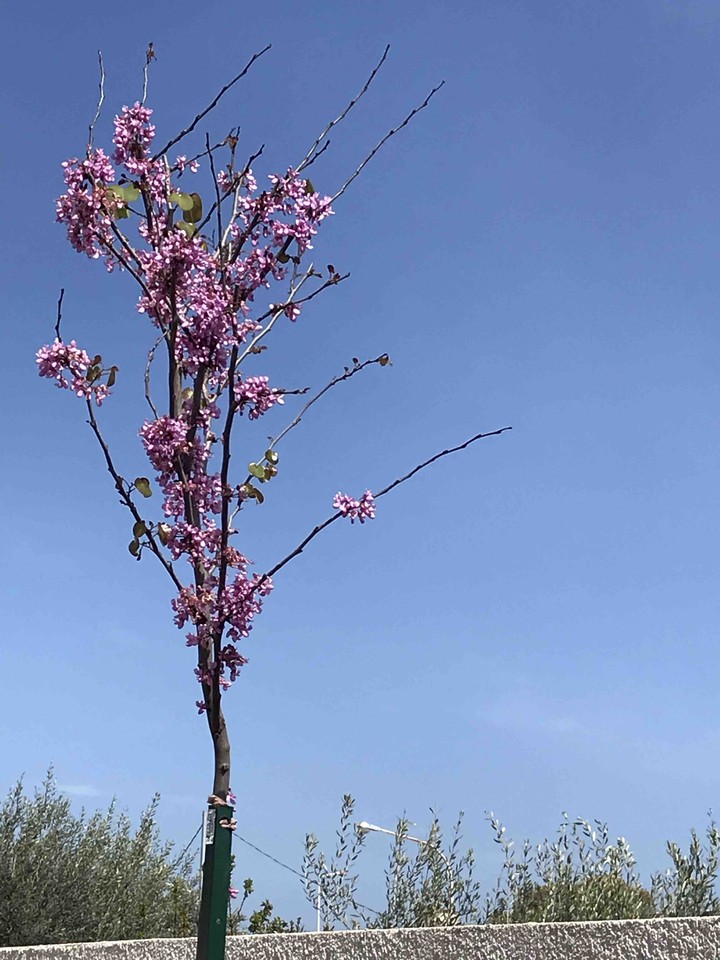 spring is here