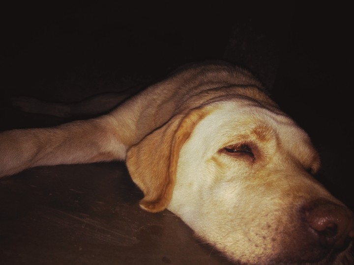 Lab n honey