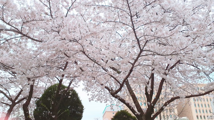 경희대 벚꽃