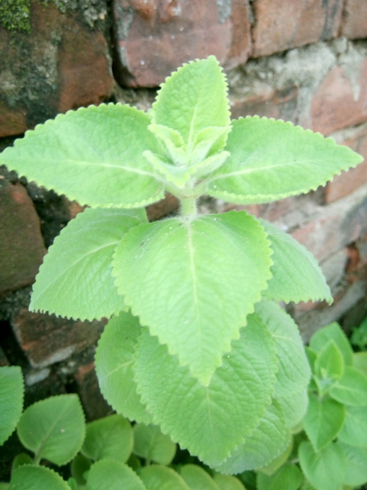 DASHING Leaves