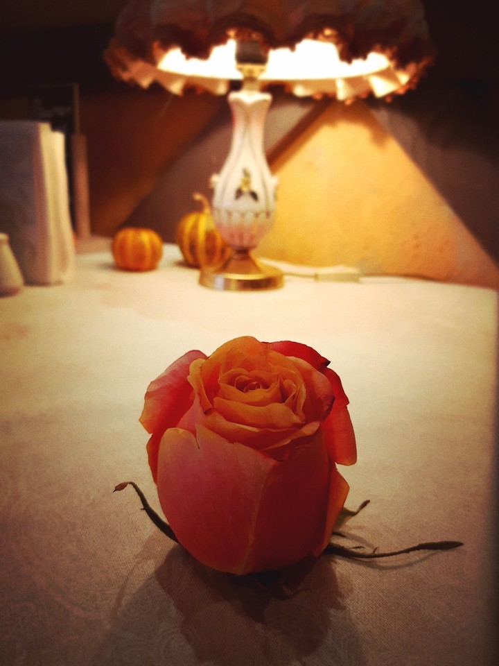 Rose