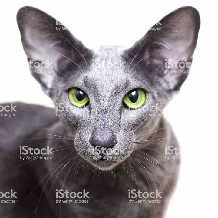 cat grey