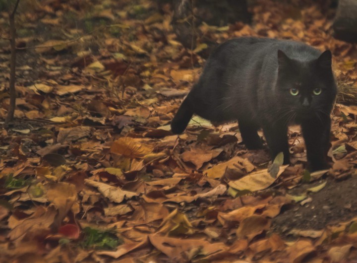cat