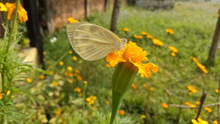 butterfly...