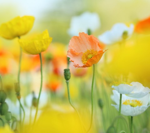 tulip, flower桌布