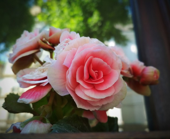 Flover /Бегония
