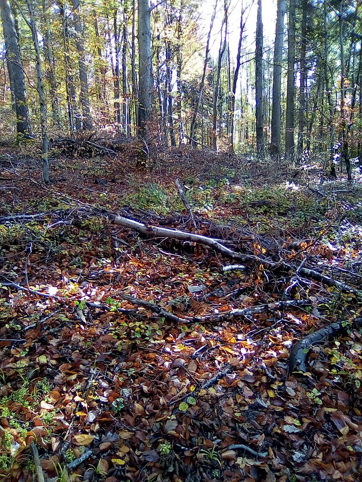 Floor in the Forest