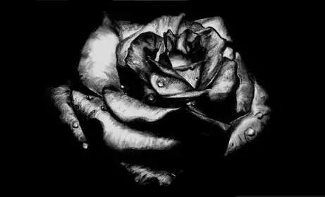 black rose