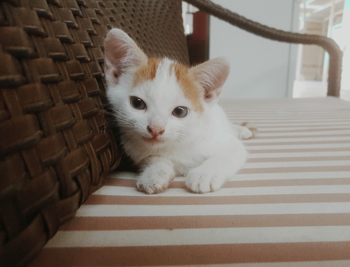innocence