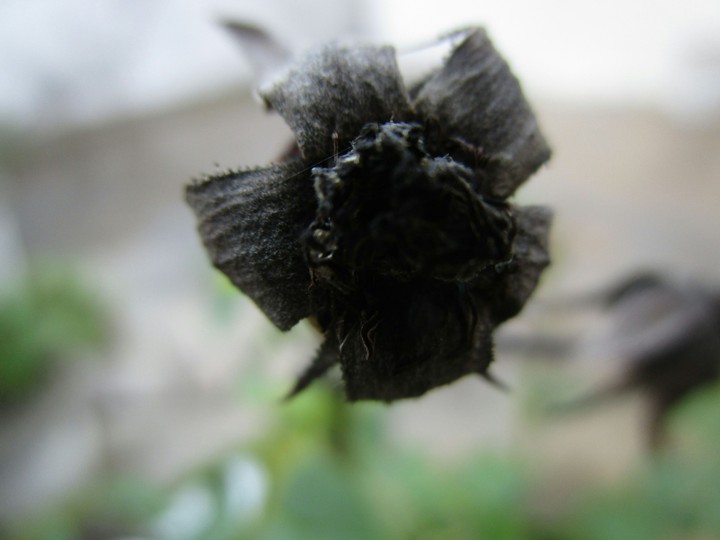 Black rose