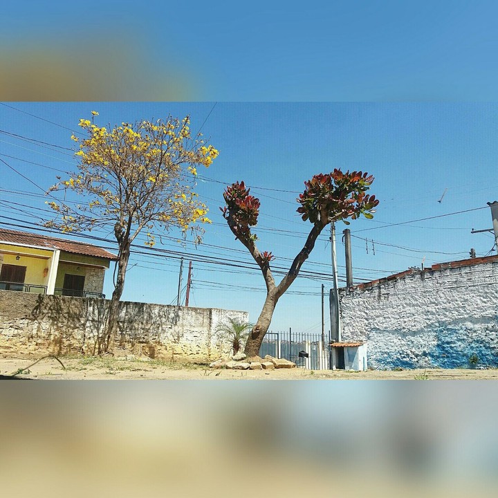 quintal