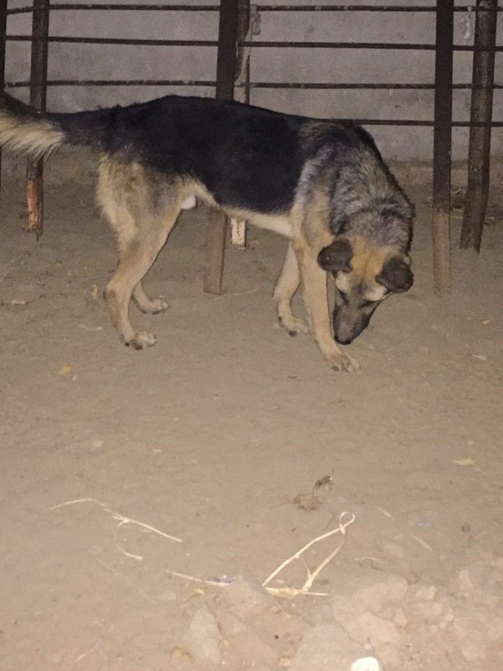 My sweet dog