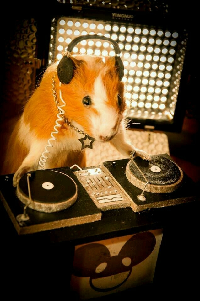 Хомяк DJ