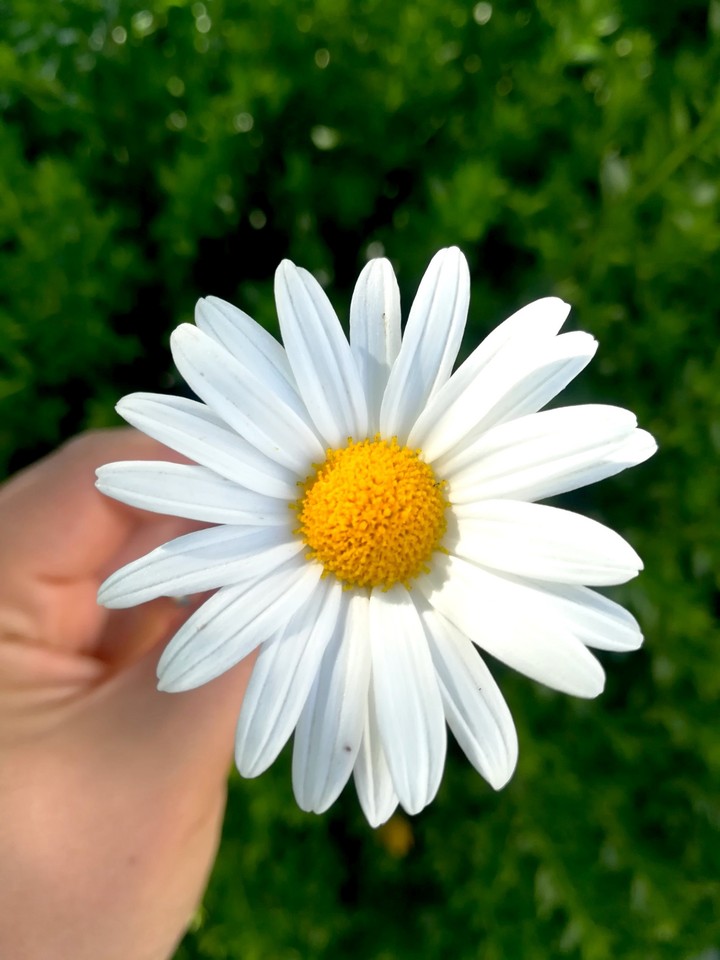 Marguerite