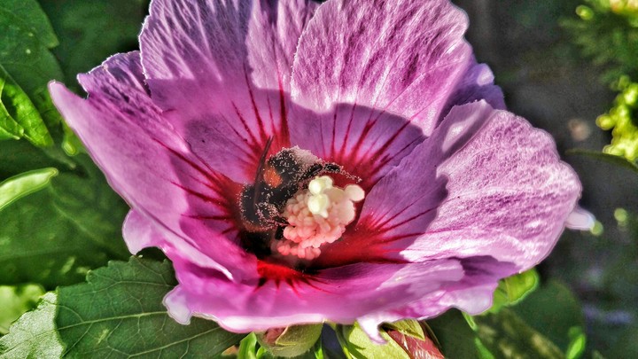 Bees are amazing