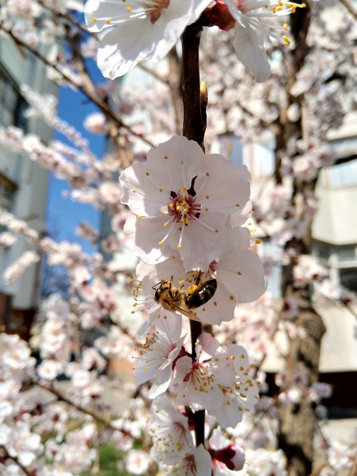 Happy bee