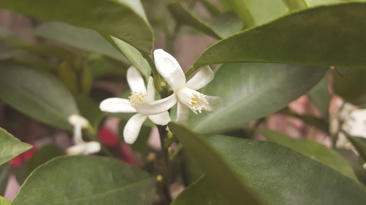 Kumquat flower