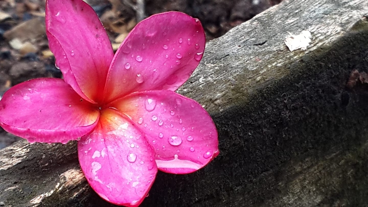 pink flower