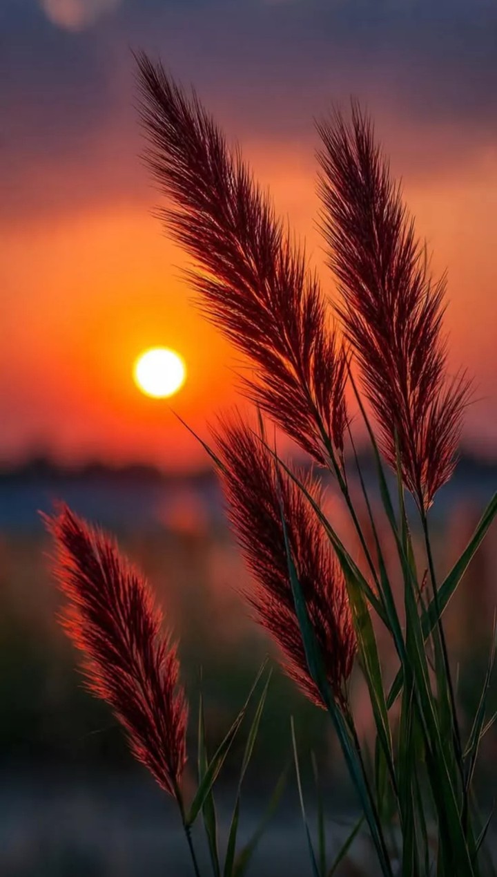 sfondi sun, sunlight