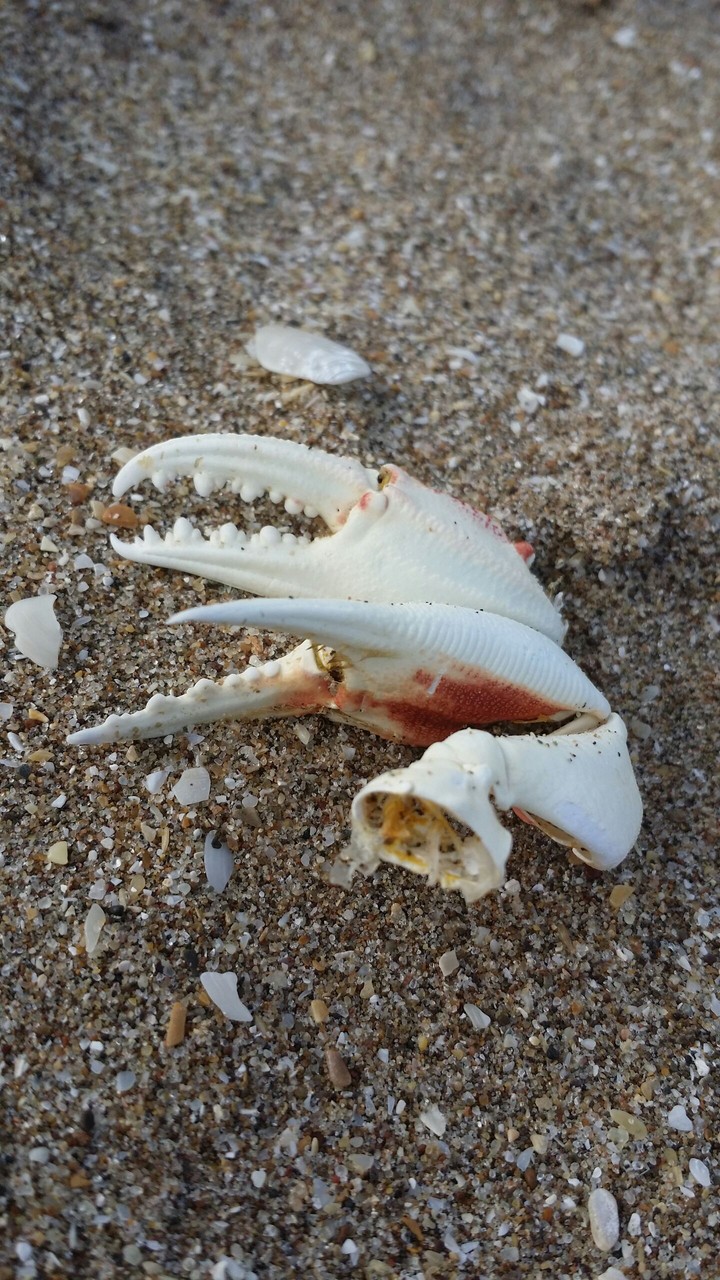 Rastros de la marea...