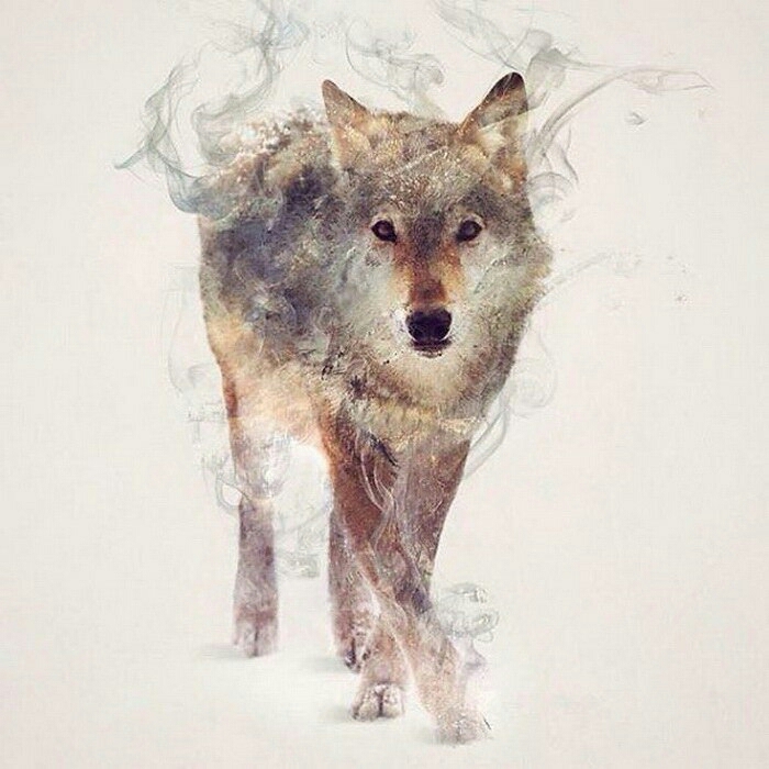 Wolf