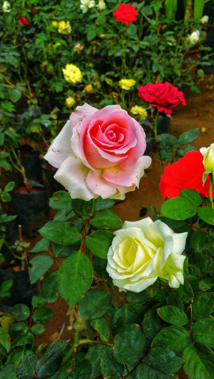 Rose