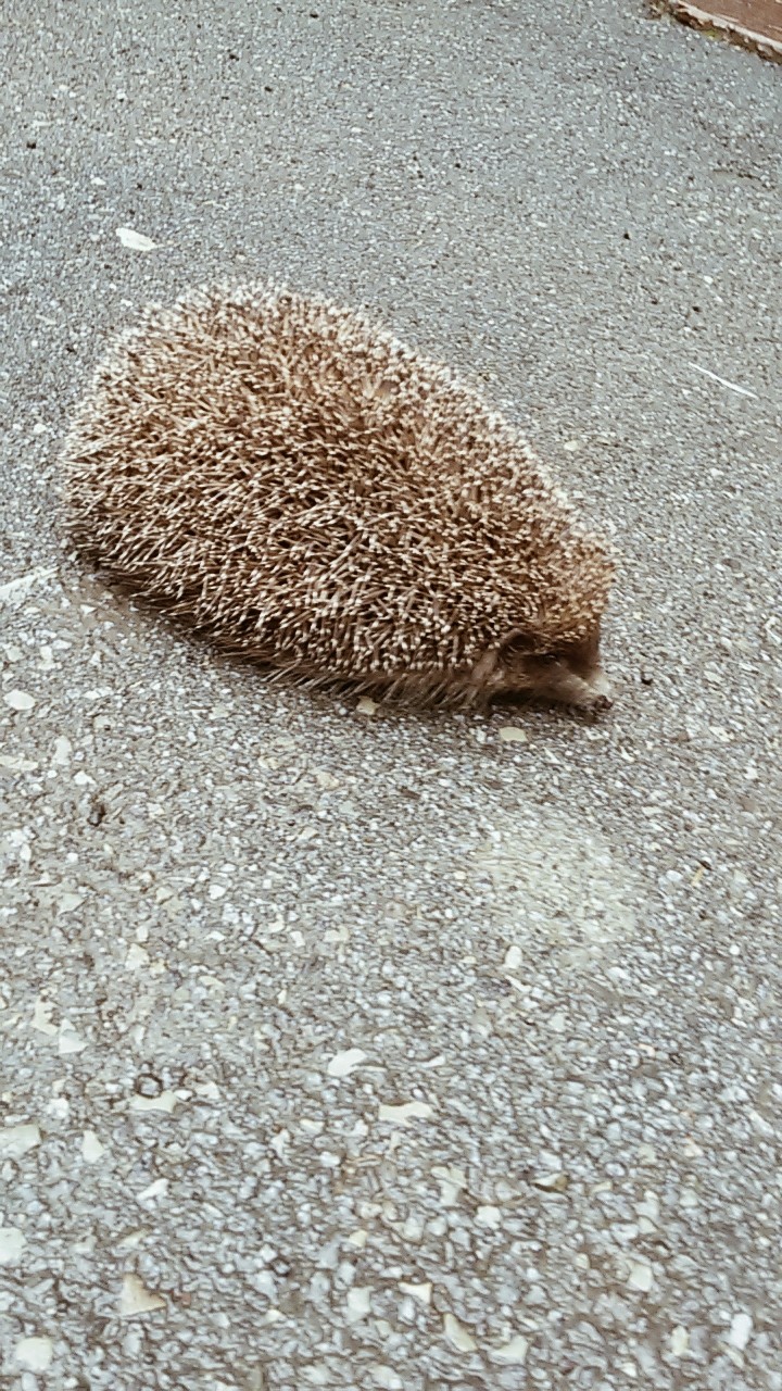 animal