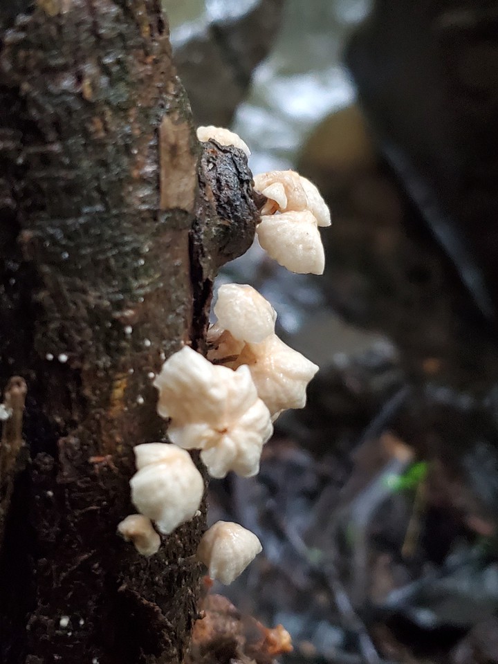 river mushrooms