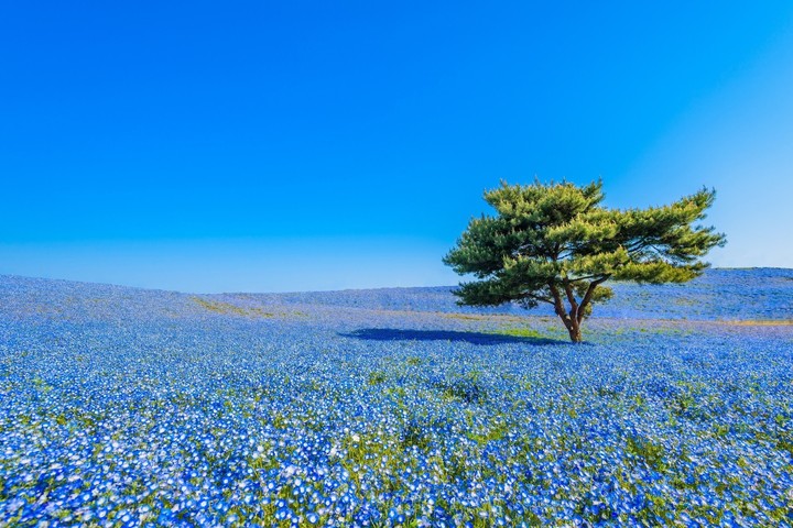 الربيع