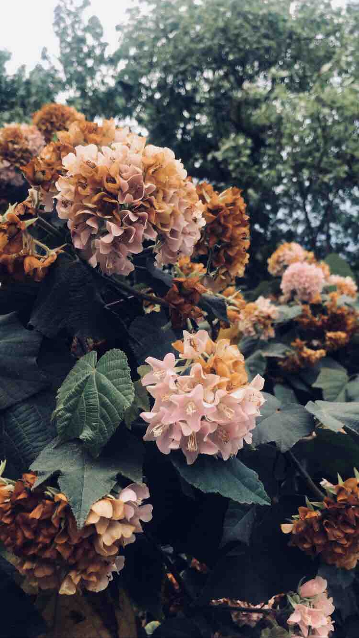 plant