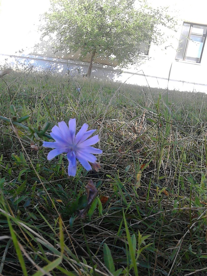 Blue flower ♥