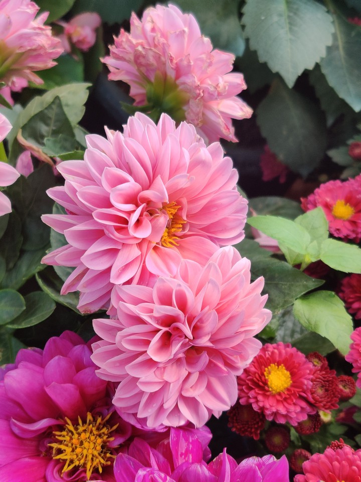 pink flowers