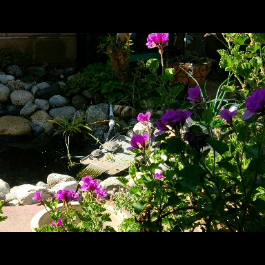 In the Garden