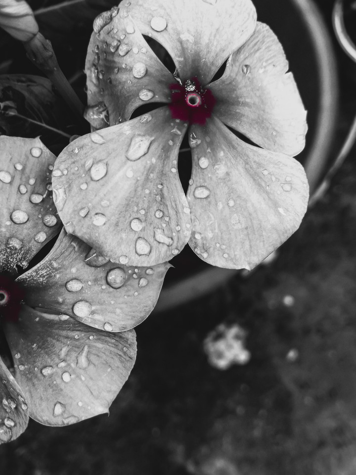 colour less