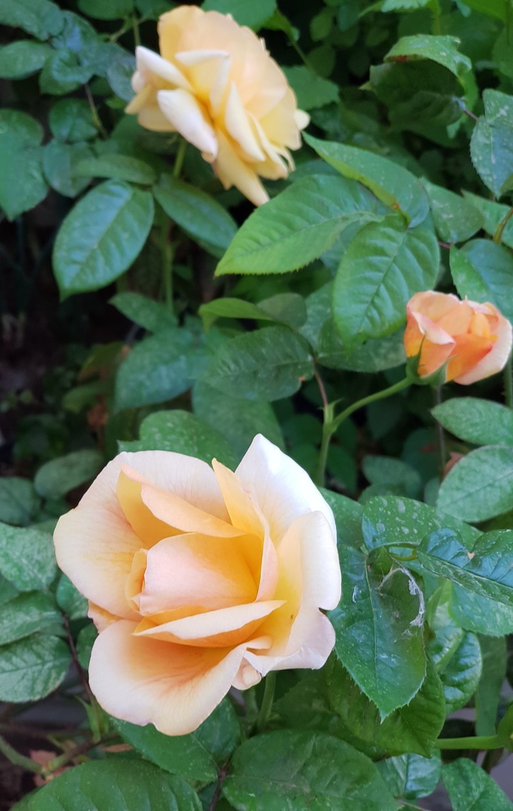 roses