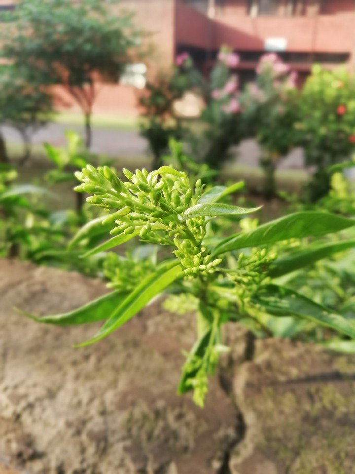 plant